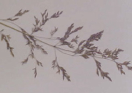 Agrostis_gigantea__inflorescence