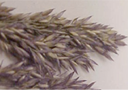 Agrostis_gigantea_close-up