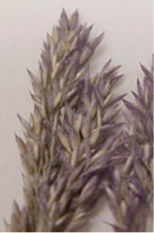 Agrostis_gigantea_close-up
