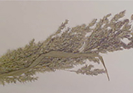 Agrostis_gigantea_flower_heads