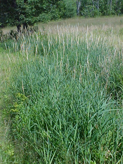 01_Reed Canarygrass stand