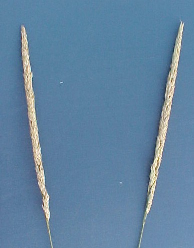 Reed Canarygrass flowering heads
