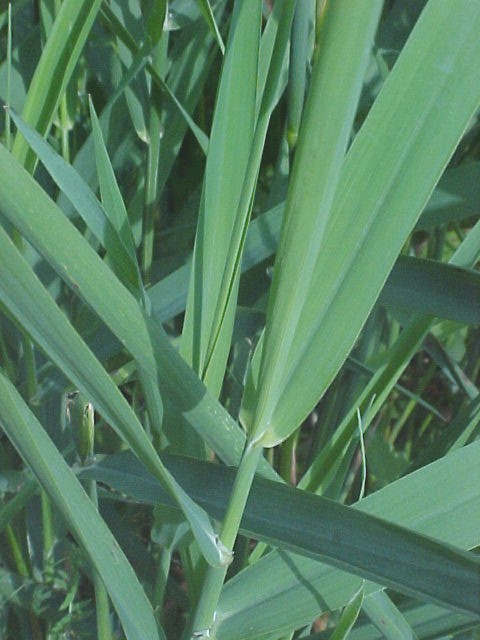 Reed Canarygrass leaves
