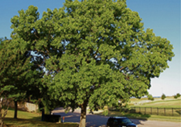 01_Populus_deltoides_Tree