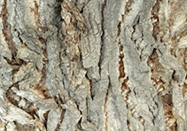 AdobeStock_238646726
