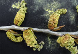 Populus_deltoides_Pollen