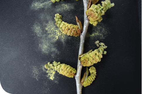 Populus_deltoides_Pollen