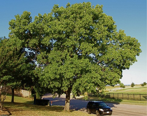 Populus_deltoides_Tree