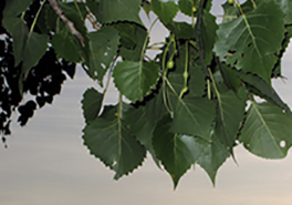 Populus_deltoides_female