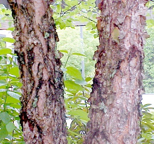 River Birch bark