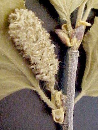 River Birch female flwrs