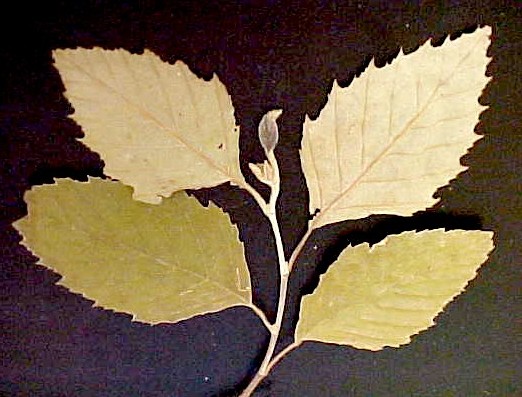 River Birch leaves