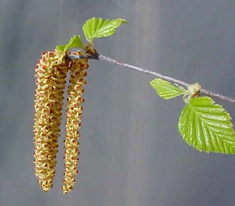 River Birch male flwrs