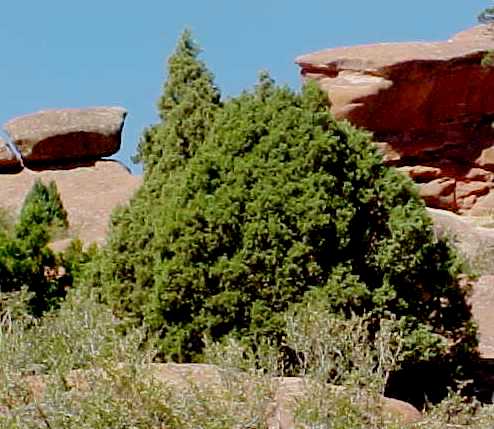 01_Rocky Mountain Juniper tree