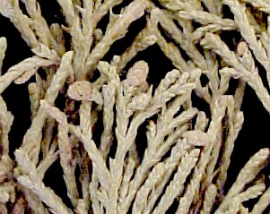 Rocky Mountain Juniper male cones