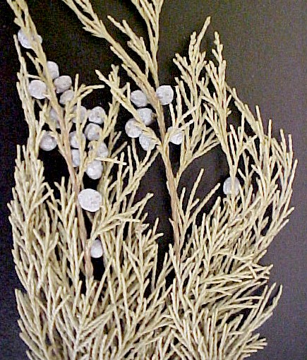 Rocky Mountain Juniper twig with fruit
