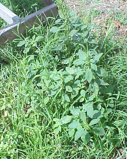 01_Redroot Pigweed plant