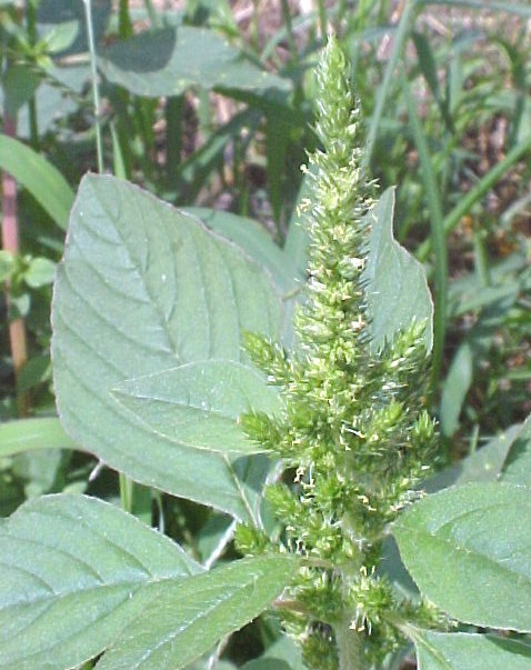 Redroot Pigweed  blooming shoot