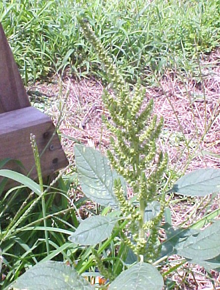 Redroot Pigweed blooming plant