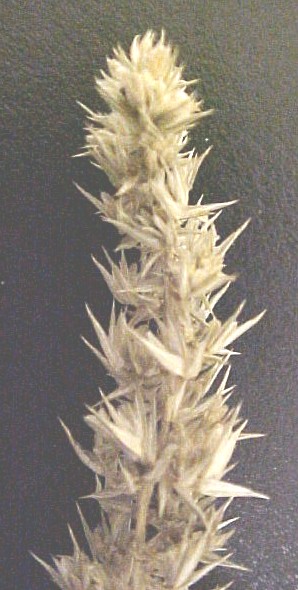 Redroot Pigweed seeds