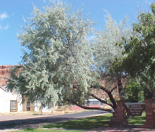 01_Russian Olive tree