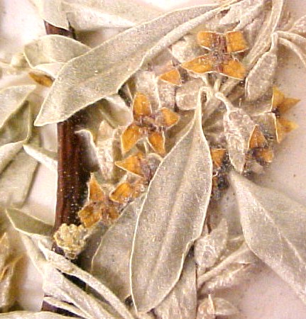 Russian Olive flowers closeup
