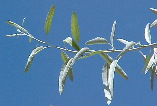 Russian Olive foliage