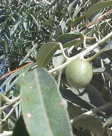 Russian Olive fruit