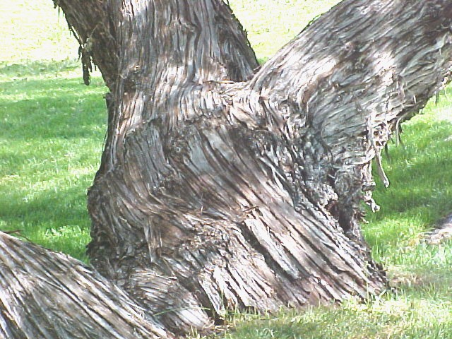 Russian Olive trunk