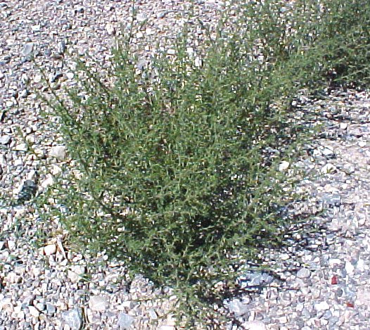 01_Russian Thistle partly mature plant