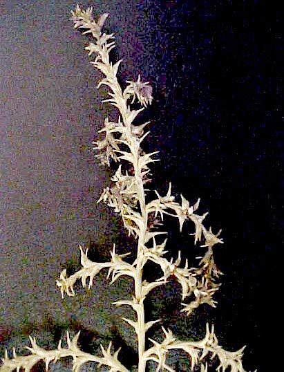 Russian Thistle mature foliage