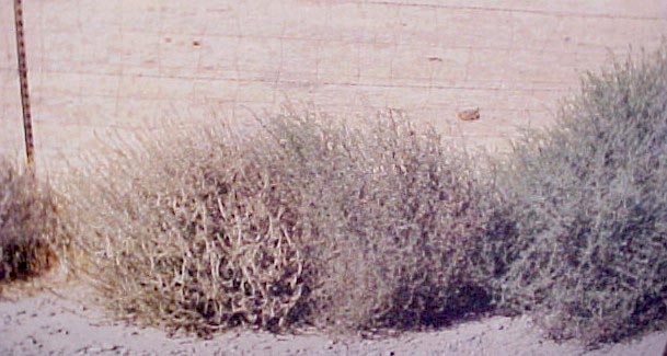 Russian Thistle shrubs