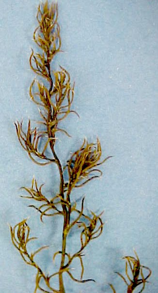 Russian Thistle young foliage