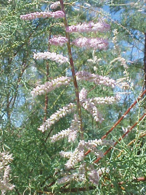 01_Salt Cedar flowers closeup