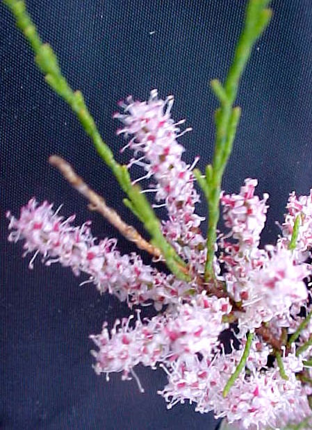 Salt Cedar flowers
