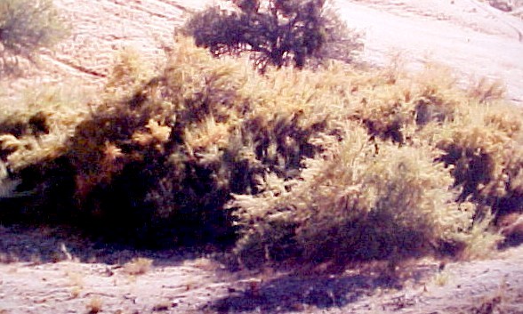 Salt Cedar shrubs