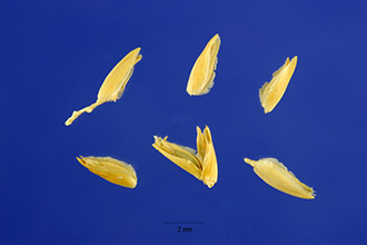 SaltGrass1