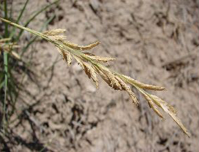 SaltGrass2