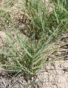 SaltGrass3