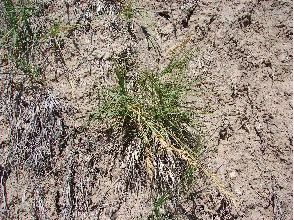 SaltGrass4