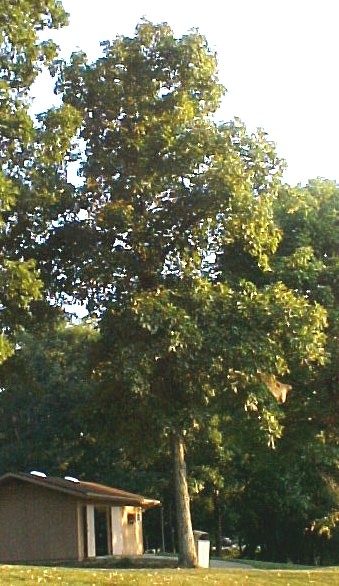 01_Shagbark Hickory tree
