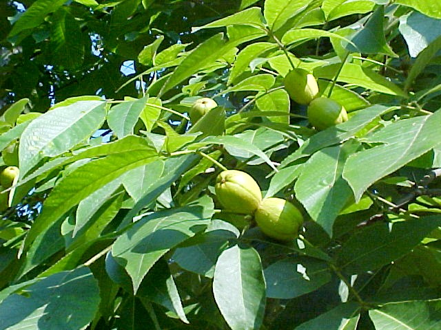 Shagbark Hickory leaves+fruit