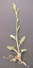 Image_007