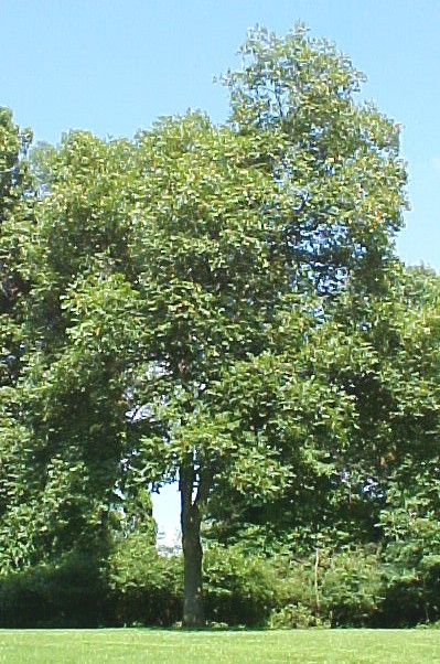 01_Shellbark Hickory tree