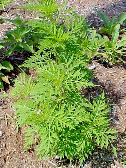 01_Short Ragweed young plant