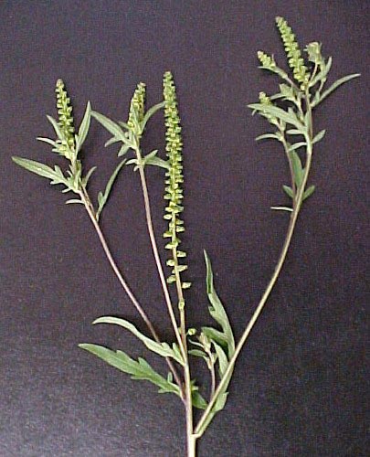 Short Ragweed flowering top