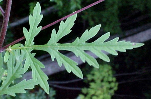 Short Ragweed leaf