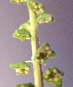 Short Ragweed male flowers closeup