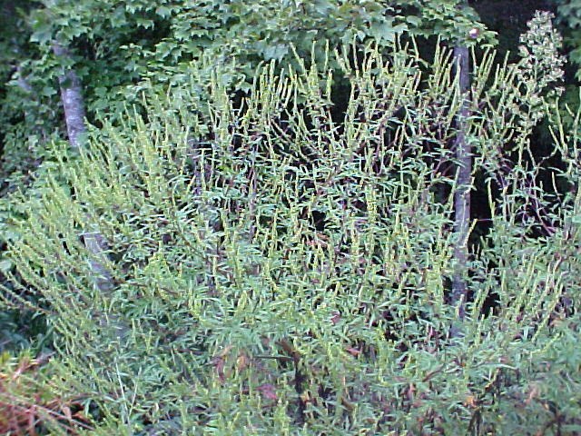 Short Ragweed mature plant