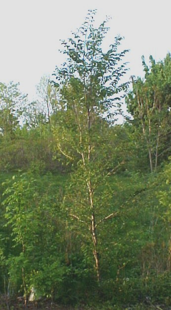 01_Siberian Elm tree